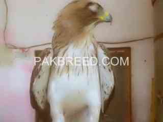 shikra-for-sale