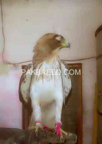 shikra-for-sale-big-0