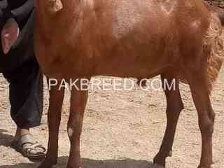 qurbani-k-leay-khassi-bakra-for-sale-in-rahim-yar-khan