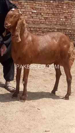 qurbani-k-leay-khassi-bakra-for-sale-in-rahim-yar-khan-big-0