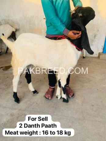 high-quality-qurbani-bakry-for-sale-big-0