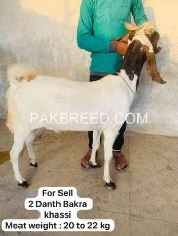 high-quality-qurbani-bakry-for-sale-big-2