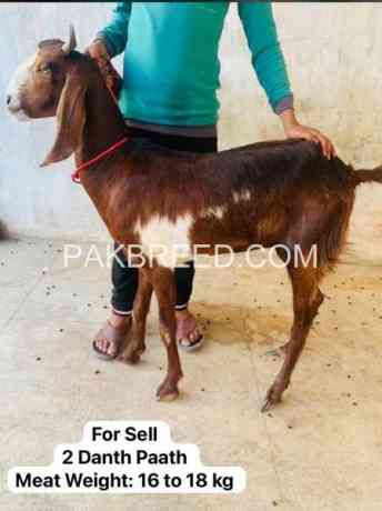 high-quality-qurbani-bakry-for-sale-big-1