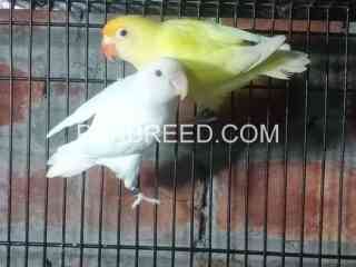 decino-male-and-albino-red-eyes-female-for-sale