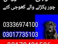 army-dog-center-faisalabad-03017735103