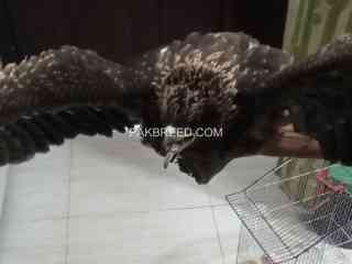 black-kite-hawak