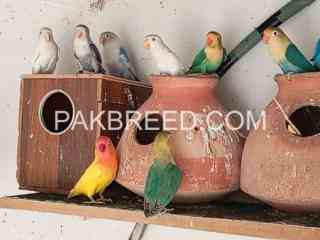 some-quality-birds-are-available-for-sale-in-karachi