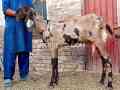 khubsurt-bakri-for-sale-in-rahim-yar-khan-small-0