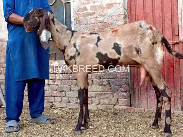 khubsurt-bakri-for-sale-in-rahim-yar-khan-big-0