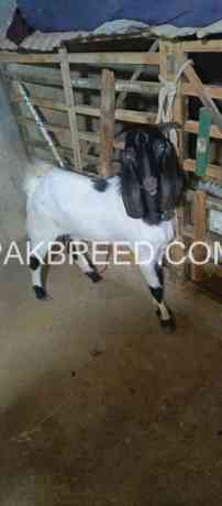 goats-for-sale-in-karachi-big-1