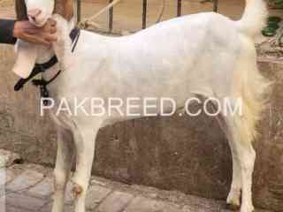 goats-for-sale-in-karachi