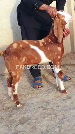 goats-for-sale-in-karachi-big-0