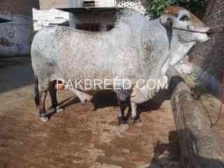 qurbani-k-leay-nasli-janwer