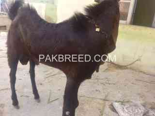 qurbani-k-bakra-available-in-karachi