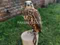 full-trained-male-saker-falcon-for-sale-small-0