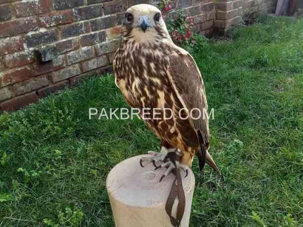 full-trained-male-saker-falcon-for-sale-big-0