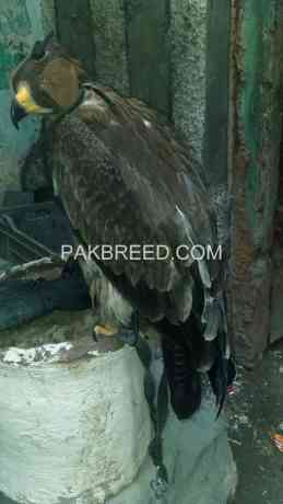 falcon-eagle-for-sale-big-0