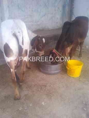 qurbani-k-leay-bara-janwer-available-big-0