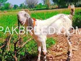 khubsurt-bakra-for-sale-qurbani-2024