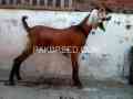 mashaallah-bakra-for-sale-2-dant-healthy-and-active-small-0