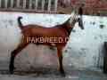 mashaallah-bakra-for-sale-2-dant-healthy-and-active-small-1