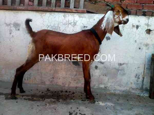 mashaallah-bakra-for-sale-2-dant-healthy-and-active-big-0