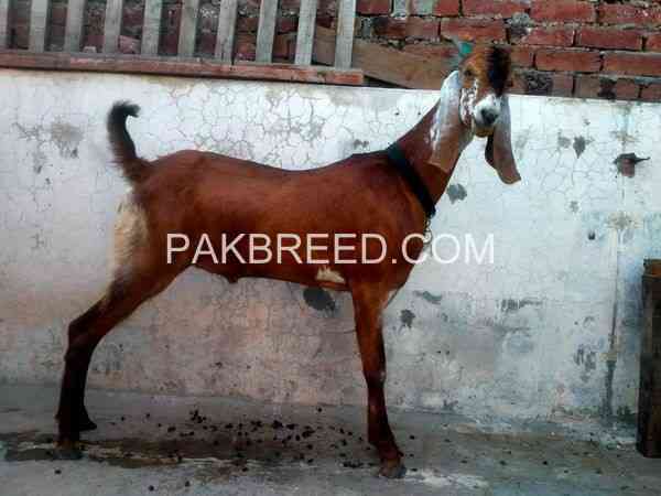 mashaallah-bakra-for-sale-2-dant-healthy-and-active-big-1