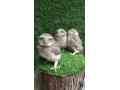 little-owls-baby-available-small-0