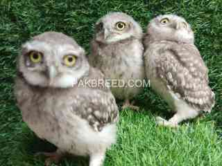 little-owls-baby-available