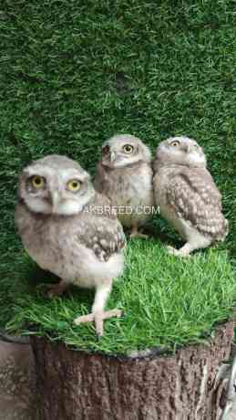 little-owls-baby-available-big-0