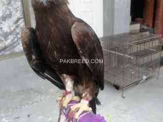 golden-eagle