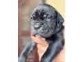 cane-corso-small-3