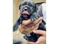 cane-corso-small-2