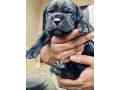 cane-corso-small-0