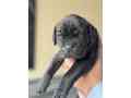 cane-corso-small-4