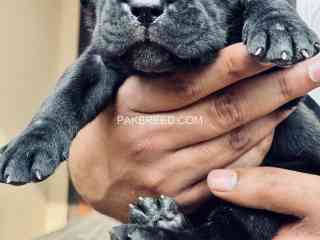 cane-corso