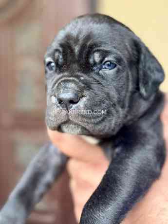 cane-corso-big-3