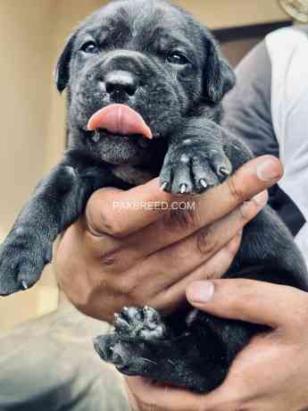 cane-corso-big-2