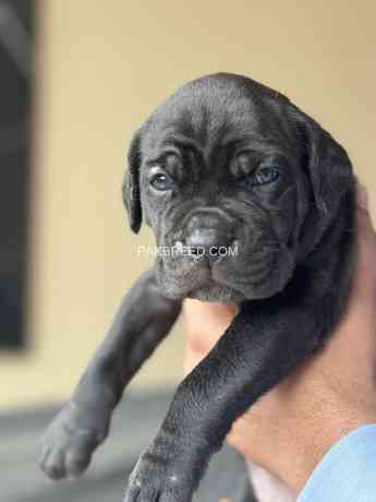 cane-corso-big-4