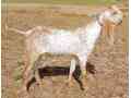 makhi-cheeni-quality-breed-bakra-for-qurbani-small-0