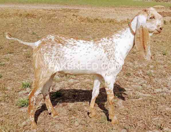 makhi-cheeni-quality-breed-bakra-for-qurbani-big-0