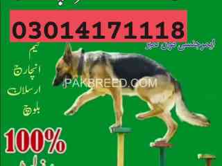 army-dog-center-rawalpindi-03454760111