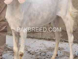 beautiful-gulabi-male-for-qurban-2024