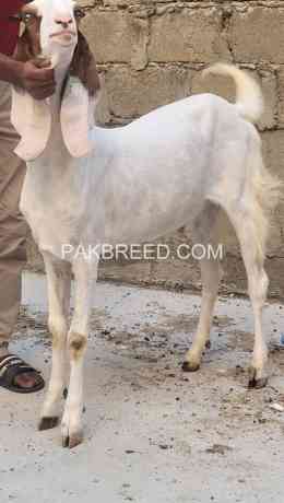 beautiful-gulabi-male-for-qurban-2024-big-0