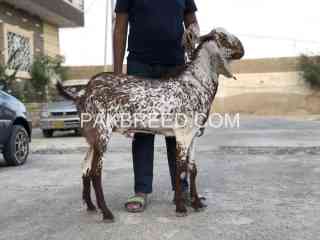 makka-chini-bakra-for-sale-do-dant