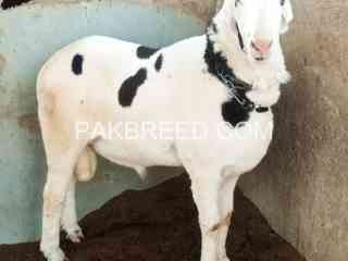 abluck-khara-pink-nose-available-for-qurbani-2024