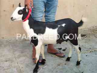 male-tedda-for-qurbani-in-karachi