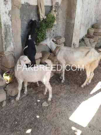 healthy-and-active-goats-for-sale-big-0