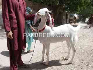 2024-qurbani-janwer-in-karachi