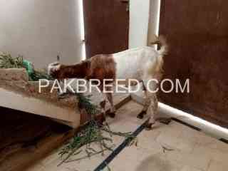 qurbani-k-leay-bakra-available-in-karachi